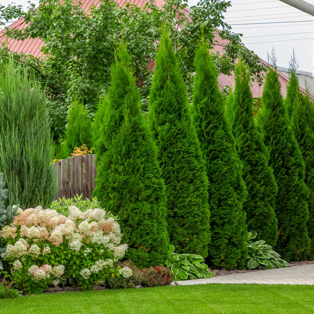 Green Giant Arborvitaes Sold, Planted and Maintained